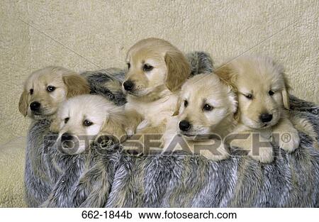 Five Golden Retriever puppies on a stool View Large Photo Image Stock Image - Five Golden Retriever puppies on a stool. Fotosearch