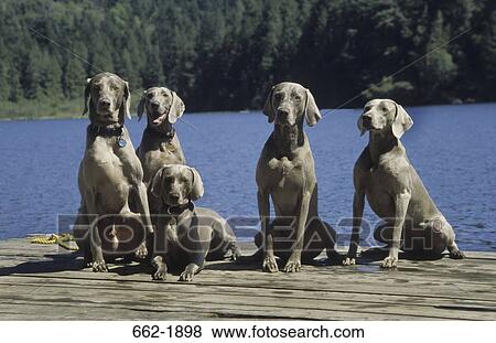 Five Weimaraner dogs sitting on a pier View Large Photo Image Stock Photo - Five Weimaraner dogs sitting on a pier. Fotosearch