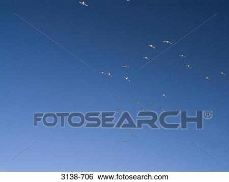 Stock Photograph - Flock of birds in flight. Fotosearch