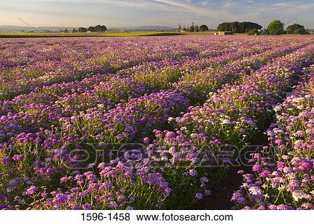 Flower in a field, Marion County, Oregon, USA View Large Photo Image Stock Photo - Flower in a field, Marion County, Oregon, USA. Fotosearch