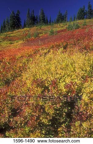 Flowers in a field, Mt Rainier, Mt Rainier National Park, Washington State, USA View Large Photo Image Stock Image - Flowers in a field, Mt Rainier, Mt Rainier National Park, Washington State, USA. Fotosearch