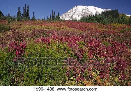 Flowers in a field with a snow covered mountain in the background, Mt Rainier, Mt Rainier National Park, Washington State, USA View Large Photo Image Stock Photo - Flowers in a field with a snow covered mountain in the background, Mt Rainier, Mt Rainier National Park, Washington State, USA. Fotosearch