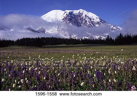 Flowers in a field with a snow covered mountain in the background, Mt Rainier, Mt Rainier National Park, Washington State, USA View Large Photo Image Stock Photo - Flowers in a field with a snow covered mountain in the background, Mt Rainier, Mt Rainier National Park, Washington State, USA. Fotosearch