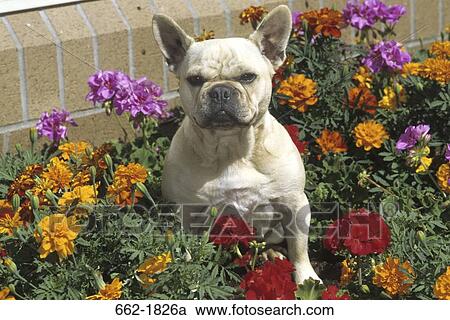 French Bulldog sitting in flowers View Large Photo Image Stock Image - French Bulldog sitting in flowers. Fotosearch