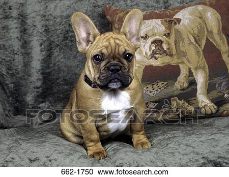 French Bulldog sitting on a couch View Large Photo Image Stock Image - French Bulldog sitting on a couch. Fotosearch