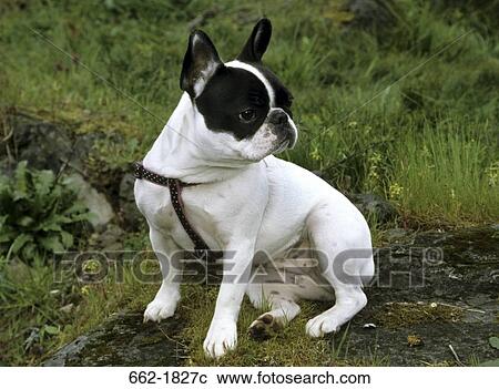 French Bulldog sitting on a rock View Large Photo Image Stock Image - French Bulldog sitting on a rock. Fotosearch