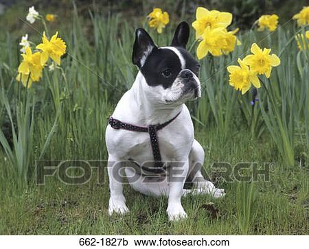 French Bulldog sitting on grass View Large Photo Image Stock Image - French Bulldog sitting on grass. Fotosearch
