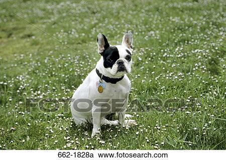 Stock Image - French Bulldog sitting on grass. Fotosearch
