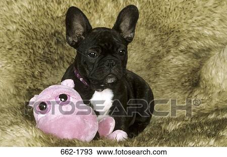 French Bulldog sitting with a toy View Large Photo Image Stock Image - French Bulldog sitting with a toy. Fotosearch