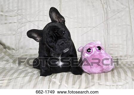 French Bulldog sitting with a toy View Large Photo Image Stock Photo - French Bulldog sitting with a toy. Fotosearch