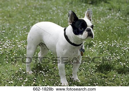 French Bulldog standing in a field View Large Photo Image Stock Image - French Bulldog standing in a field. Fotosearch