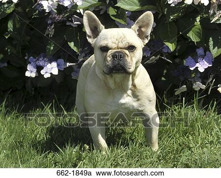 Stock Image - French bulldog standing in a lawn. Fotosearch