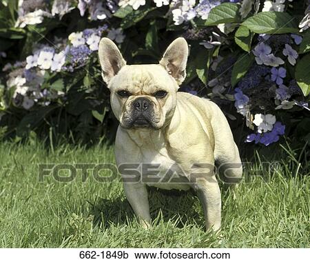 Stock Image - French bulldog standing in a lawn. Fotosearch