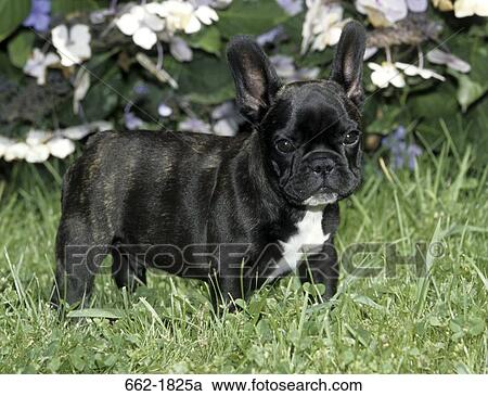 French Bulldog standing in grass View Large Photo Image Stock Image - French Bulldog standing in grass. Fotosearch
