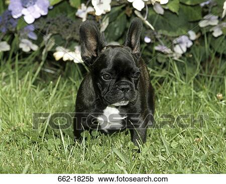Stock Image - French Bulldog standing in grass. Fotosearch