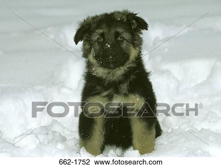 German Shepherd puppy sitting in snow View Large Photo Image Stock Image - German Shepherd puppy sitting in snow. Fotosearch