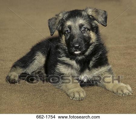 German Shepherd puppy sitting on a rug View Large Photo Image Picture - German Shepherd puppy sitting on a rug. Fotosearch