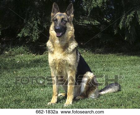 German Shepherd sitting on grass View Large Photo Image Stock Image - German Shepherd sitting on grass. Fotosearch