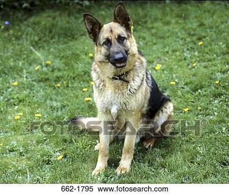 German Shepherd sitting on grass View Large Photo Image Stock Photography - German Shepherd sitting on grass. Fotosearch