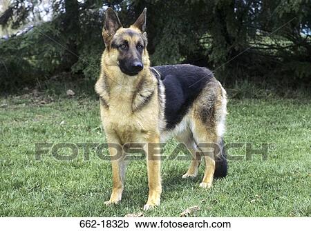 German Shepherd standing in a field View Large Photo Image Stock Image - German Shepherd standing in a field. Fotosearch