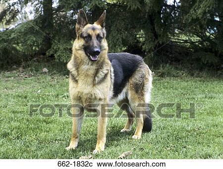 German Shepherd standing in a field View Large Photo Image Stock Image - German Shepherd standing in a field. Fotosearch