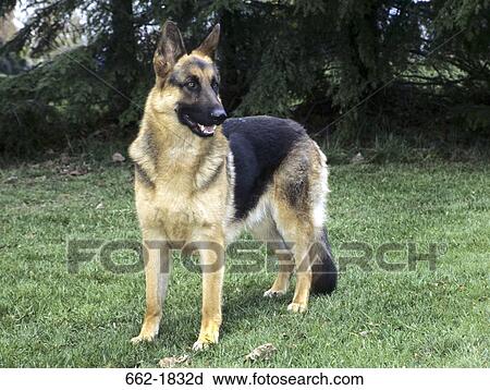 German Shepherd standing in a field View Large Photo Image Stock Image - German Shepherd standing in a field. Fotosearch