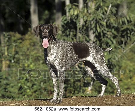 German Shorthaired Pointer panting View Large Photo Image Stock Image - German Shorthaired Pointer panting. Fotosearch