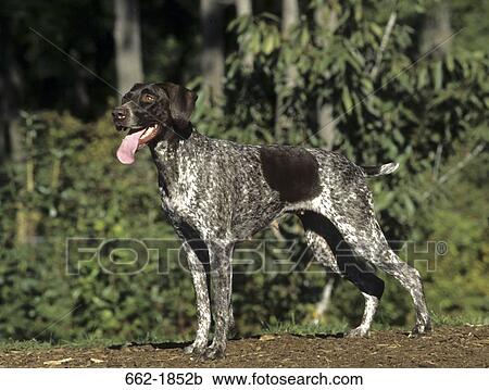 German Shorthaired Pointer panting View Large Photo Image Stock Image - German Shorthaired Pointer panting. Fotosearch
