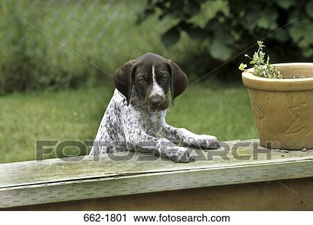 German Shorthaired Pointer puppy leaning on a ledge View Large Photo Image Stock Image - German Shorthaired Pointer puppy leaning on a ledge. Fotosearch