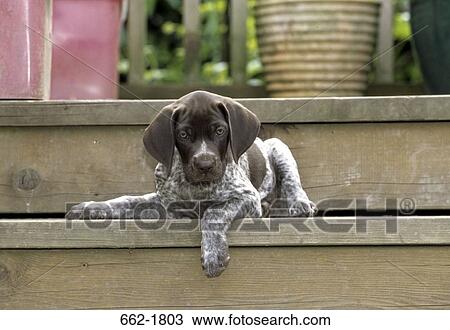 German Shorthaired Pointer puppy sitting on steps View Large Photo Image Stock Image - German Shorthaired Pointer puppy sitting on steps. Fotosearch