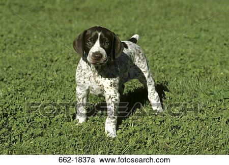 German Shorthaired Pointer Puppy Standing In A Field Stock Image