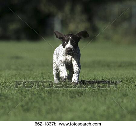 German Shorthaired Pointer Puppy Running In A Field Stock Image