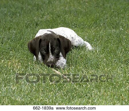 German Shorthaired Pointer Puppy Resting On Grass Stock Image