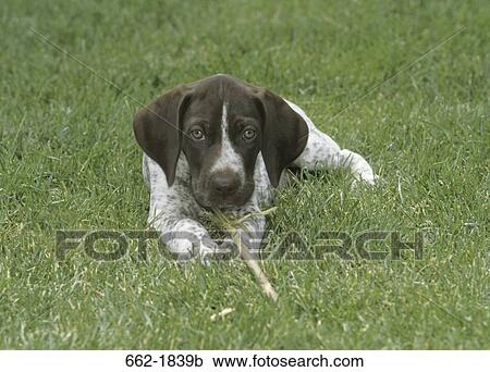 German Shorthaired Pointer Puppy Resting On Grass Stock Image