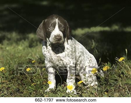 German Shorthaired Pointer puppy sitting on grass View Large Photo Image Stock Photo - German Shorthaired Pointer puppy sitting on grass. Fotosearch