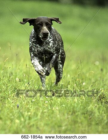 German Shorthaired Pointer running in a field View Large Photo Image Stock Image - German Shorthaired Pointer running in a field. Fotosearch