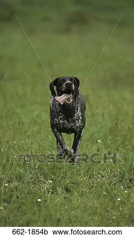 German Shorthaired Pointer Running In A Field Stock Image 662