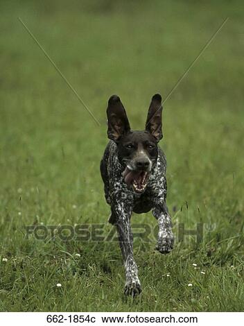 German Shorthaired Pointer running in a field View Large Photo Image Stock Image - German Shorthaired Pointer running in a field. Fotosearch