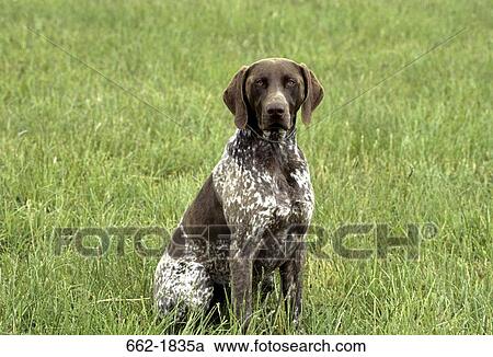 German Shorthaired Pointer sitting in a field View Large Photo Image Stock Image - German Shorthaired Pointer sitting in a field. Fotosearch
