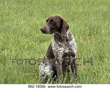 German Shorthaired Pointer sitting in a field View Large Photo Image Stock Image - German Shorthaired Pointer sitting in a field. Fotosearch
