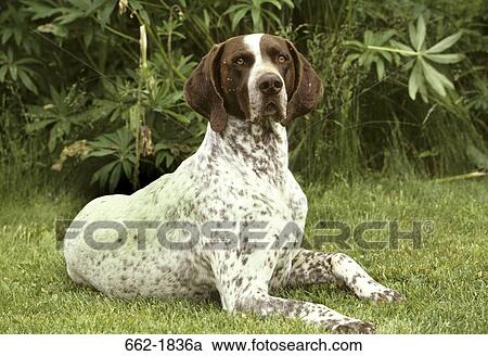 German Shorthaired Pointer sitting on grass View Large Photo Image Stock Image - German Shorthaired Pointer sitting on grass. Fotosearch