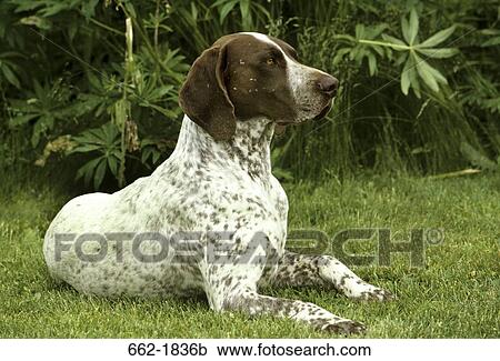 German Shorthaired Pointer sitting on grass View Large Photo Image Stock Image - German Shorthaired Pointer sitting on grass. Fotosearch