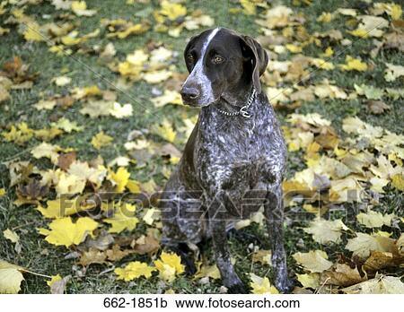 German Shorthaired Pointer sitting on grass View Large Photo Image Stock Image - German Shorthaired Pointer sitting on grass. Fotosearch