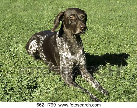 German Shorthaired Pointer sitting on grass View Large Photo Image Stock Photo - German Shorthaired Pointer sitting on grass. Fotosearch