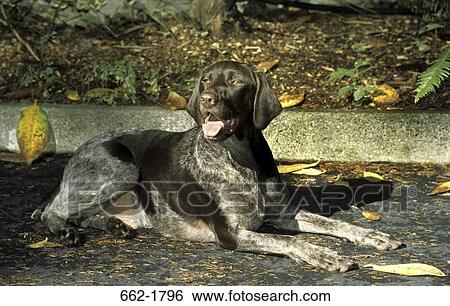 German Shorthaired Pointer sitting on road View Large Photo Image Stock Photograph - German Shorthaired Pointer sitting on road. Fotosearch