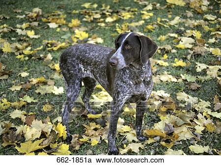 German Shorthaired Pointer standing in a field View Large Photo Image Stock Image - German Shorthaired Pointer standing in a field. Fotosearch