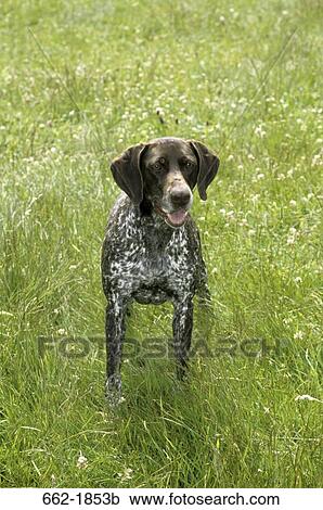 German Shorthaired Pointer standing in a field View Large Photo Image Stock Image - German Shorthaired Pointer standing in a field. Fotosearch