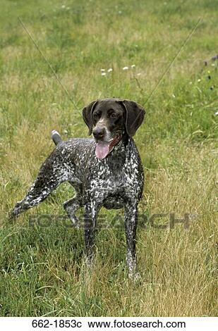 German Shorthaired Pointer standing in a field View Large Photo Image Stock Image - German Shorthaired Pointer standing in a field. Fotosearch