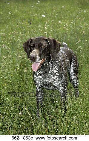 Stock Image - German Shorthaired Pointer standing in a field. Fotosearch