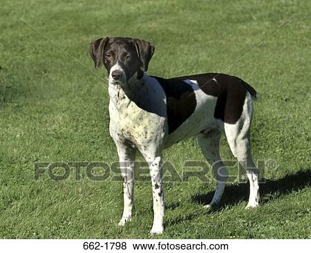 German Shorthaired Pointer standing in a field View Large Photo Image Stock Photo - German Shorthaired Pointer standing in a field. Fotosearch